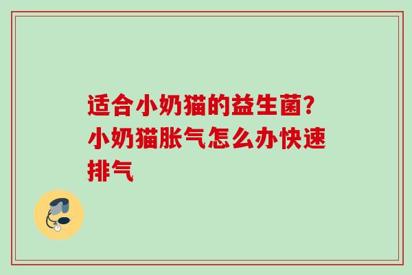 适合小奶猫的益生菌？小奶猫怎么办快速排气