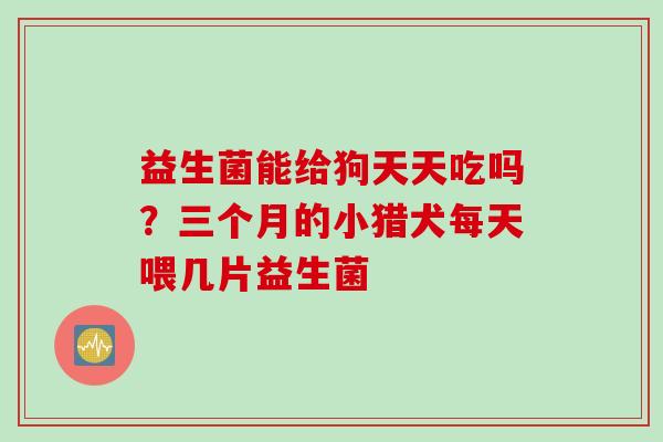 益生菌能给狗天天吃吗？三个月的小猎犬每天喂几片益生菌
