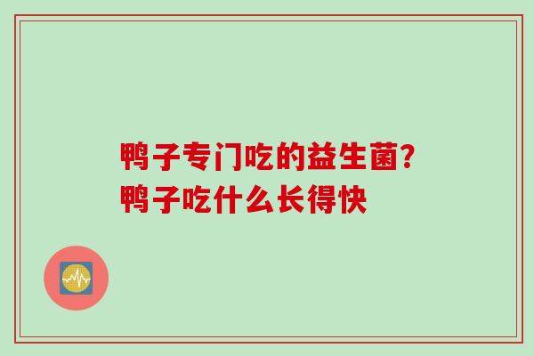 鸭子专门吃的益生菌?鸭子吃什么长得快 鸭子专门吃的益生菌?鸭子吃什么长得快