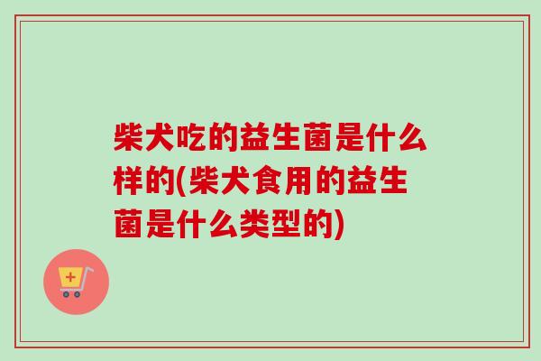 柴犬吃的益生菌是什么样的(柴犬食用的益生菌是什么类型的)