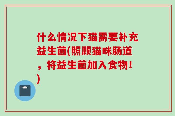 什么情况下猫需要补充益生菌(照顾猫咪肠道，将益生菌加入食物！)