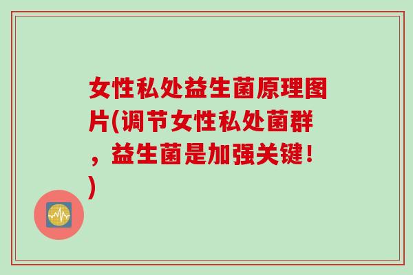 女性私处益生菌原理图片(调节女性私处菌群，益生菌是加强关键！)