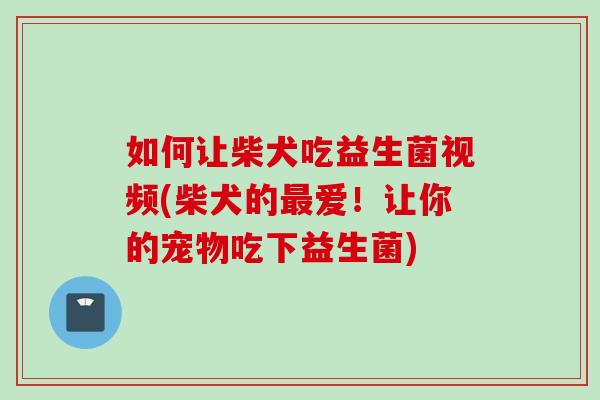 如何让柴犬吃益生菌视频(柴犬的爱!让你的宠物吃下益生菌) 如何让柴犬吃益生菌视频(柴犬的爱!让你的宠物吃下益生菌)
