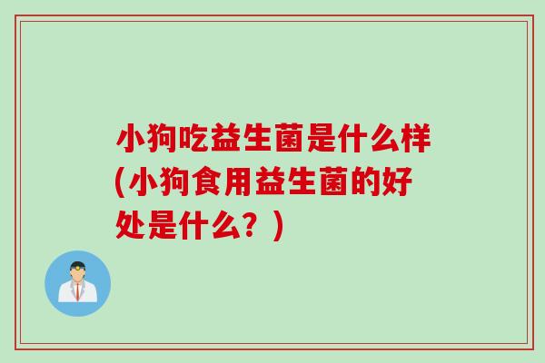 小狗吃益生菌是什么样(小狗食用益生菌的好处是什么?) 小狗吃益生菌是什么样(小狗食用益生菌的好处是什么?)