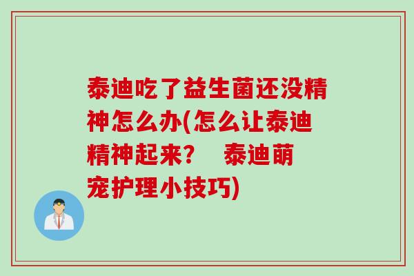 泰迪吃了益生菌还没精神怎么办(怎么让泰迪精神起来？  泰迪萌宠护理小技巧)