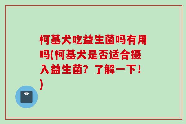 柯基犬吃益生菌吗有用吗(柯基犬是否适合摄入益生菌？了解一下！)