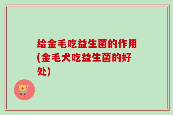 给金毛吃益生菌的作用(金毛犬吃益生菌的好处)