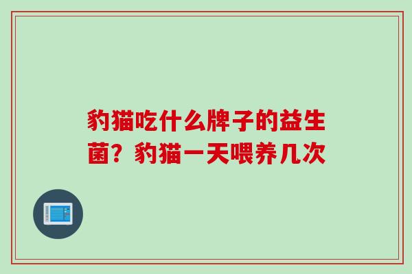 豹猫吃什么牌子的益生菌？豹猫一天喂养几次