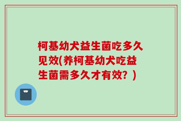 柯基幼犬益生菌吃多久见效(养柯基幼犬吃益生菌需多久才有效?) 柯基幼犬益生菌吃多久见效(养柯基幼犬吃益生菌需多久才有效?)