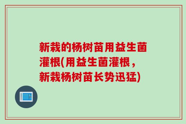 新栽的杨树苗用益生菌灌根(用益生菌灌根，新栽杨树苗长势迅猛)