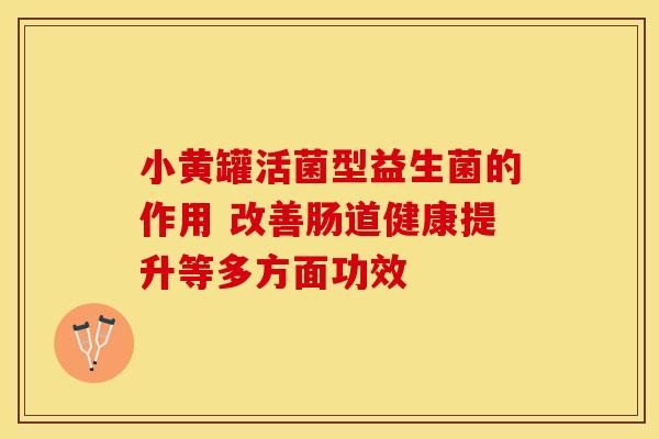 小黄罐活菌型益生菌的作用 改善肠道健康提升等多方面功效