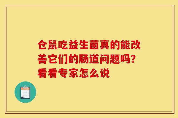 仓鼠吃益生菌真的能改善它们的肠道问题吗？看看专家怎么说