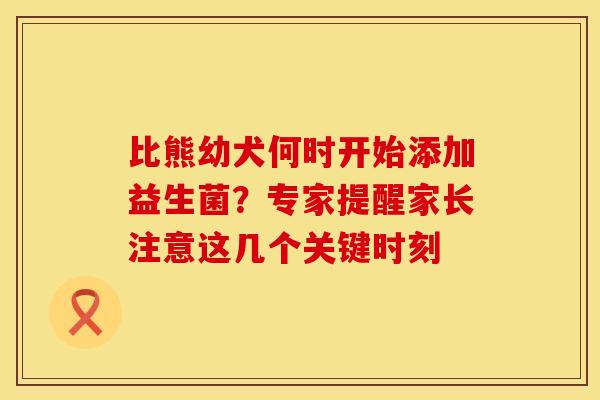 比熊幼犬何时开始添加益生菌？专家提醒家长注意这几个关键时刻
