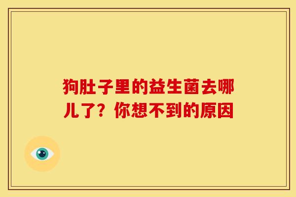 狗肚子里的益生菌去哪儿了？你想不到的原因