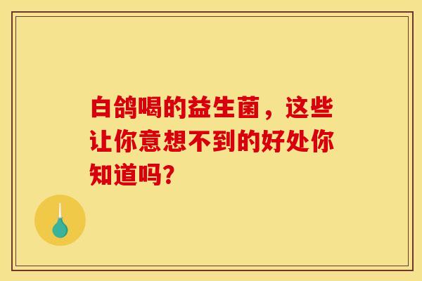 白鸽喝的益生菌，这些让你意想不到的好处你知道吗？